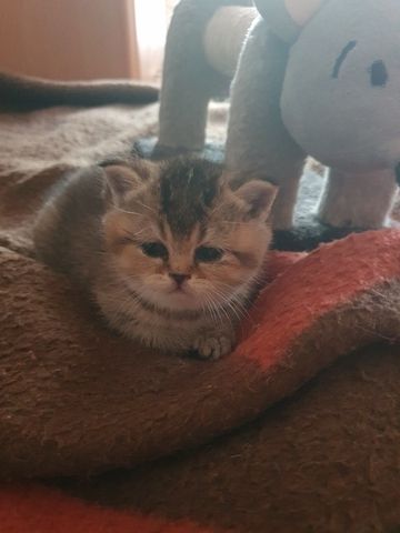 BKH Kitten silver shaded schönes süße