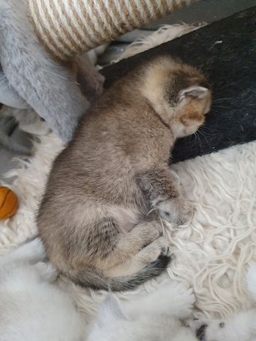 BKH Kitten silver shaded schönes süße