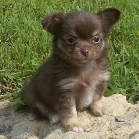 MINI chihuahua welpen mit Papieren