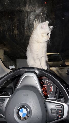 Britisch Kurzhaar Kitten (weiblich) sucht liebevolles Zuhause