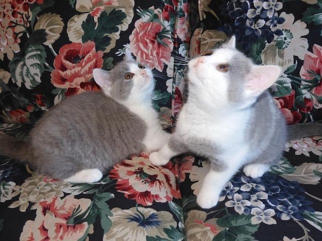 Britisch Kurzhaar (BKH), Katzenbabies, Katzenbabys, Kitten, (m/w)