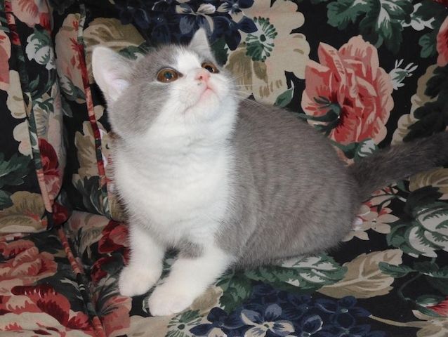 Britisch Kurzhaar (BKH), Katzenbabies, Katzenbabys, Kitten, (m/w)