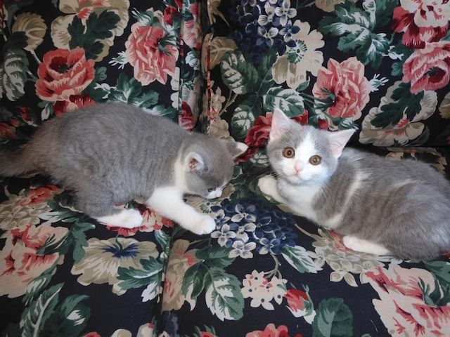 Britisch Kurzhaar (BKH), Katzenbabies, Katzenbabys, Kitten, (m/w)