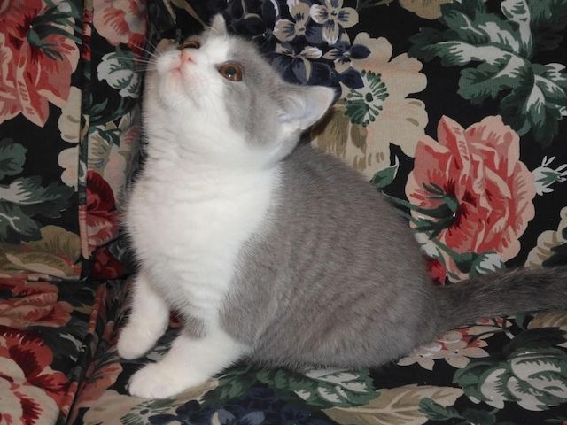 Britisch Kurzhaar (BKH), Katzenbabies, Katzenbabys, Kitten, (m/w)