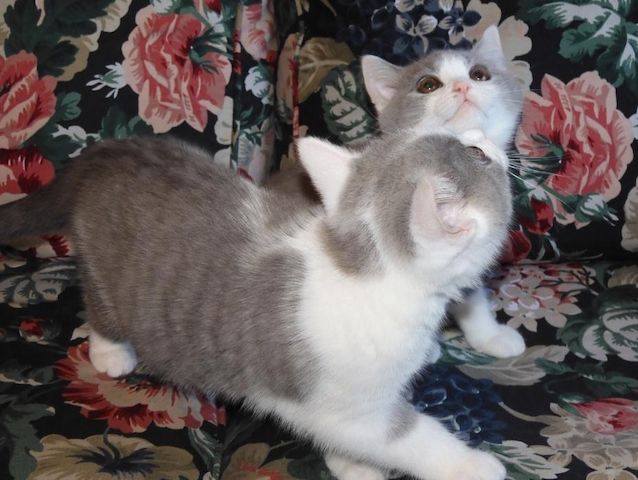 Britisch Kurzhaar (BKH), Katzenbabies, Katzenbabys, Kitten, (m/w)