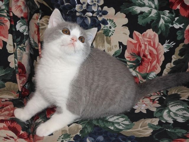 Britisch Kurzhaar (BKH), Katzenbabies, Katzenbabys, Kitten, (m/w)