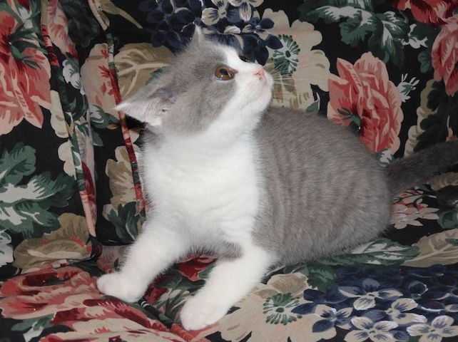 Britisch Kurzhaar (BKH), Katzenbabies, Katzenbabys, Kitten, (m/w)