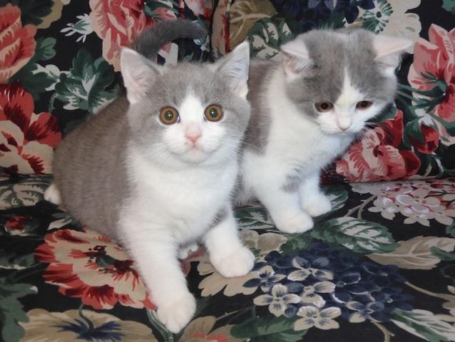 Britisch Kurzhaar (BKH), Katzenbabies, Katzenbabys, Kitten, (m/w)