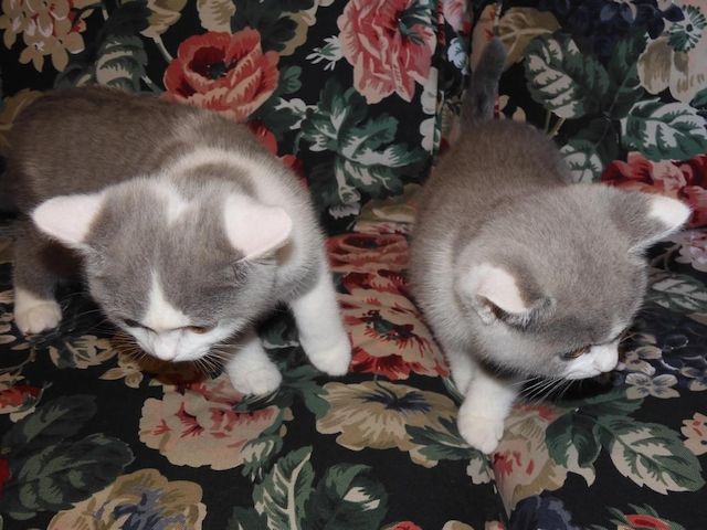 Britisch Kurzhaar (BKH), Katzenbabies, Katzenbabys, Kitten, (m/w)
