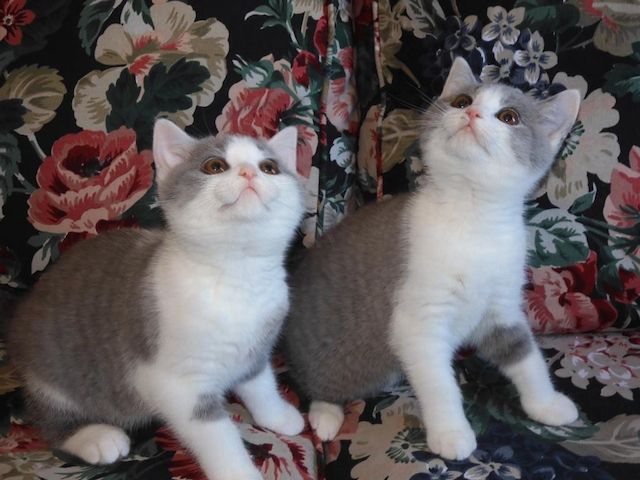 Britisch Kurzhaar (BKH), Katzenbabies, Katzenbabys, Kitten, (m/w)