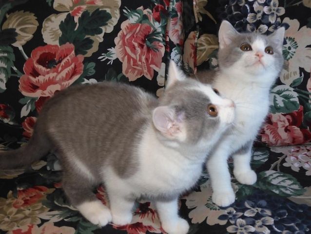 Britisch Kurzhaar (BKH), Katzenbabies, Katzenbabys, Kitten, (m/w)