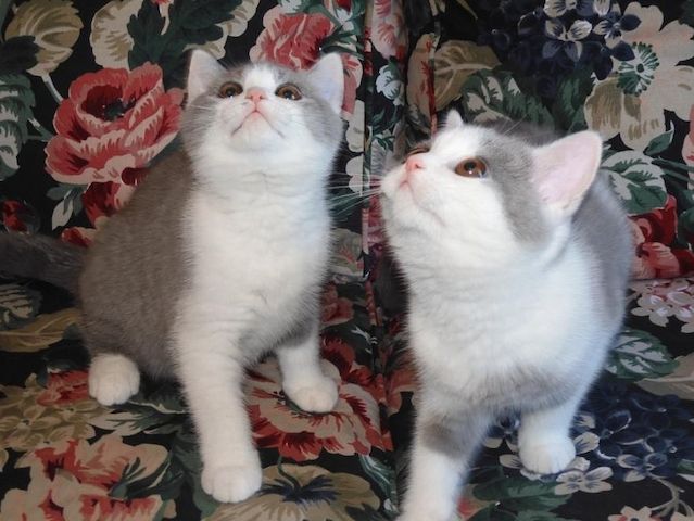 Britisch Kurzhaar (BKH), Katzenbabies, Katzenbabys, Kitten, (m/w)