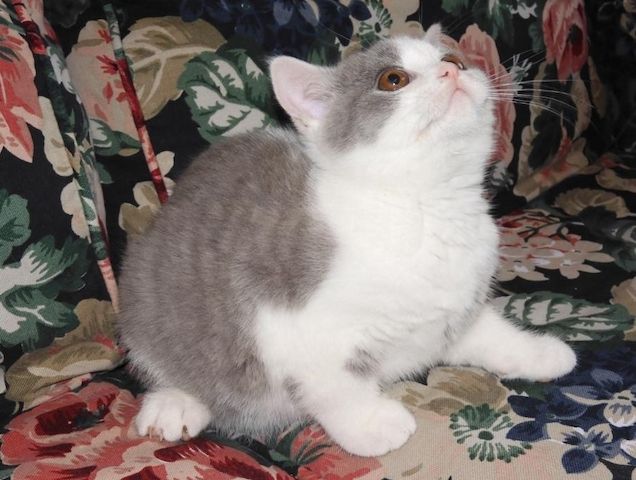 Britisch Kurzhaar (BKH), Katzenbabies, Katzenbabys, Kitten, (m/w)