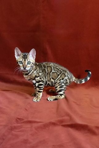 Reinrassiges Bengalkitten - Abgabebereit!