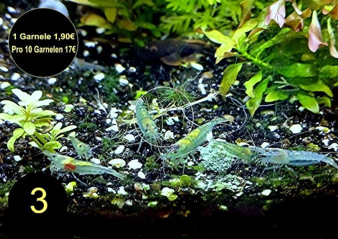 Zwerggarnelen, Blue Dream, Blue Jelly, Blue Pearl, White Pearl