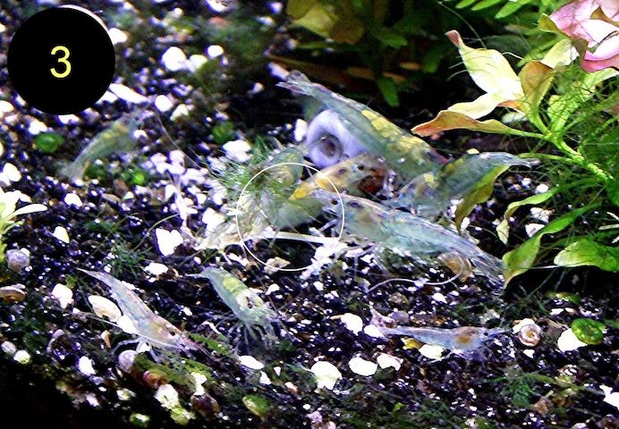 Zwerggarnelen, Blue Dream, Blue Jelly, Blue Pearl, White Pearl