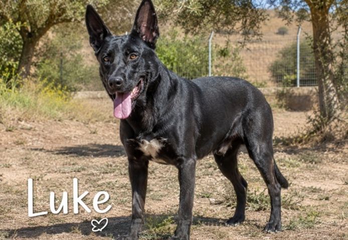 Luke - treuer Kumpel sucht seine Menschen