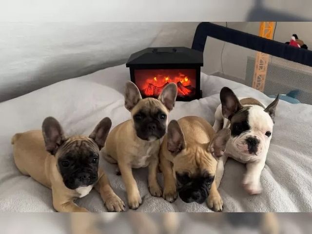 Französische Bulldog Welpen mit Ahnentafel