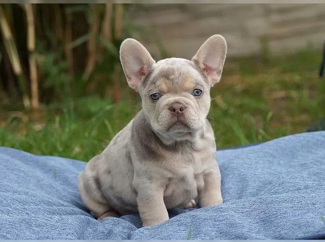 Französische Bulldoggen Welpen blue und fawn abgabebereit