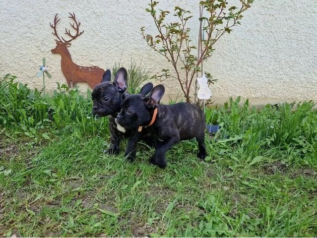 Abgabebereit Französische Bulldoggen Welpen