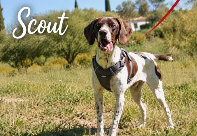 Scout - sensibler Jungspund sucht seine Menschen