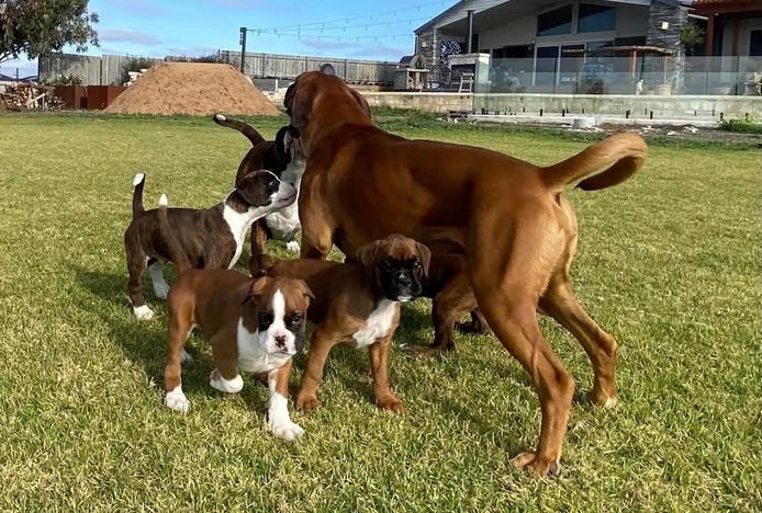 AKC-Boxerwelpe sucht ein liebevolles Zuhause.
