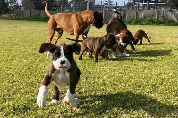 Entzückender Boxerwelpe sucht ein Zuhause für immer.
