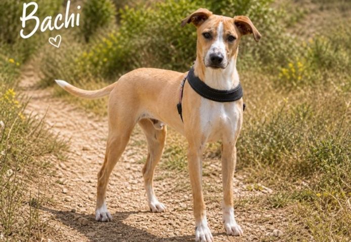 Bachi - junger Herzenshund sucht Zuhause