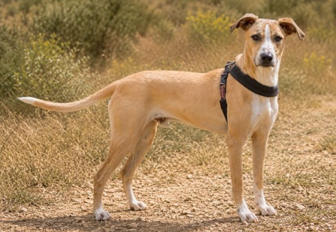Bachi - junger Herzenshund sucht Zuhause