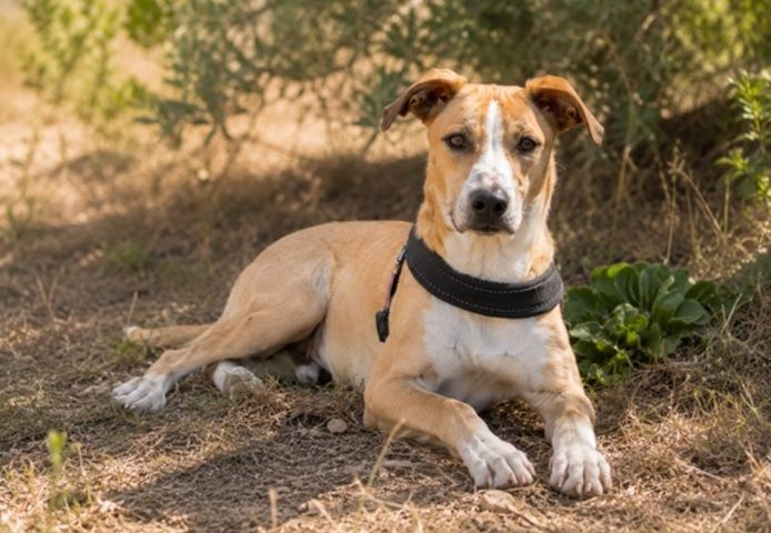 Bachi - junger Herzenshund sucht Zuhause