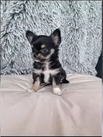 Super süße Langhaar Chihuahua Welpen