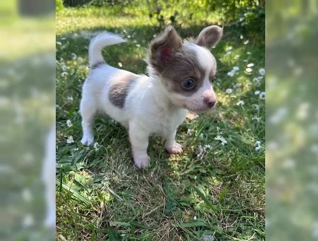 Traumhafte Chihuahua Welpen