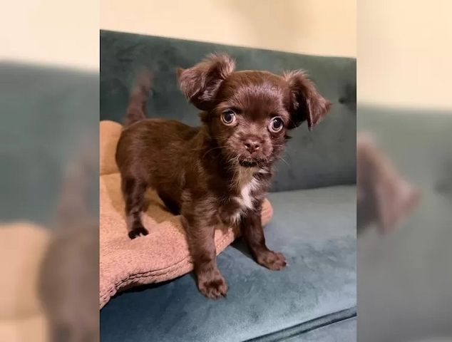 Langhaar Chihuahua Welpen suchen ihre Familie