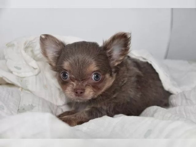 Typvolle süße Chihuahua Welpen