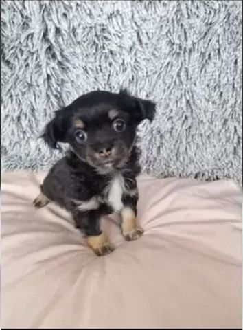 Süße Chihuahua Welpen