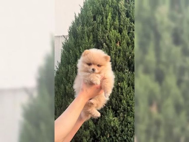 Pomeranian / Zwergspitz Welpen