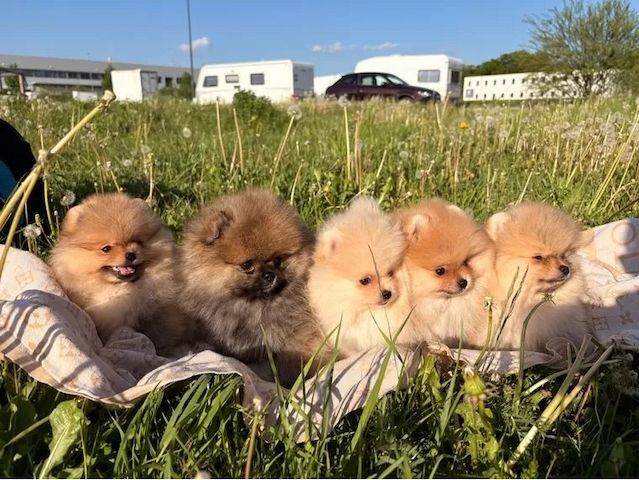 Exklusive Pomeranian Welpen