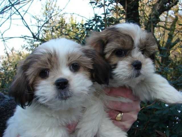 Wunderschöne Shih Tzu-Welpen