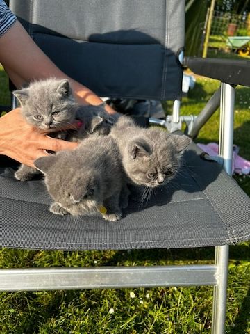 BKH-Kater und -Kätzinnen (Britisch Kurzhaar)