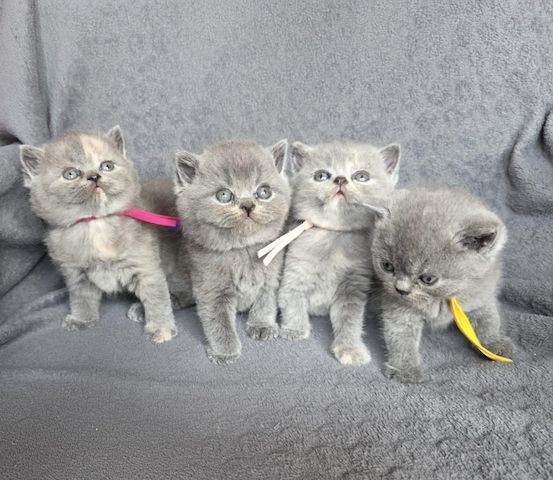 BKH-Kater und -Kätzinnen (Britisch Kurzhaar)
