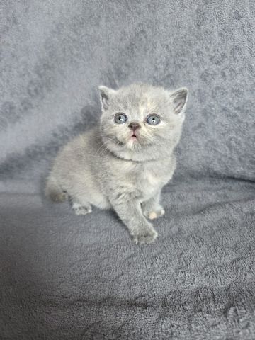 BKH-Kater und -Kätzinnen (Britisch Kurzhaar)