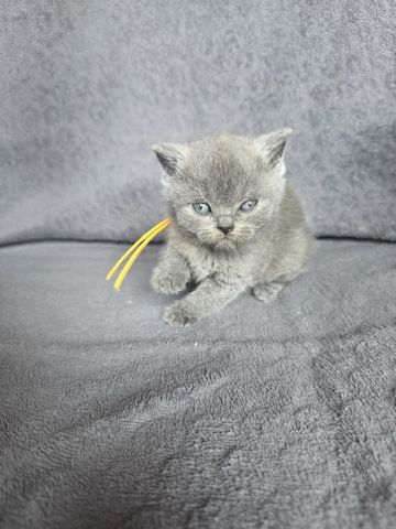 BKH-Kater und -Kätzinnen (Britisch Kurzhaar)