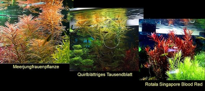 Meerjungfrauenpflanze, Quirlbl. Tausendblatt, Rotala Singapore