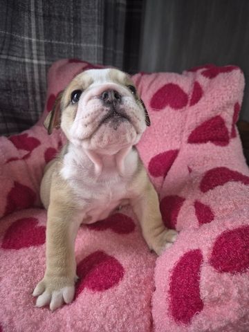 Englische Bulldogge zur Adoption