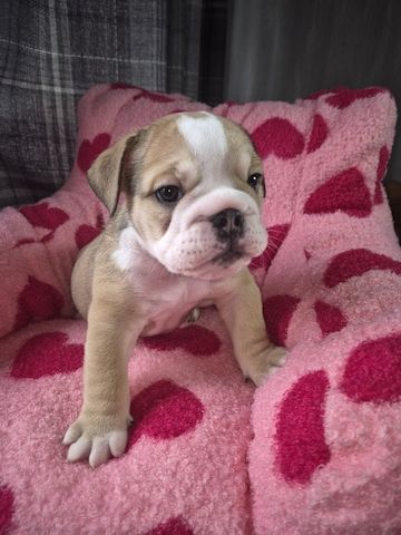 Englische Bulldogge zur Adoption