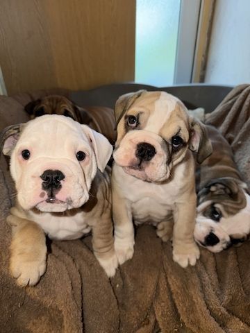 Englische Bulldogge zur Adoption