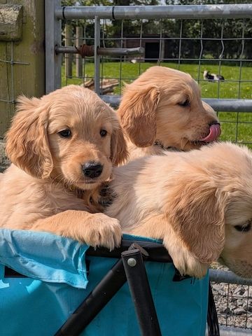 Golden Retriever Welpen abzugeben