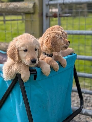 Golden Retriever Welpen abzugeben