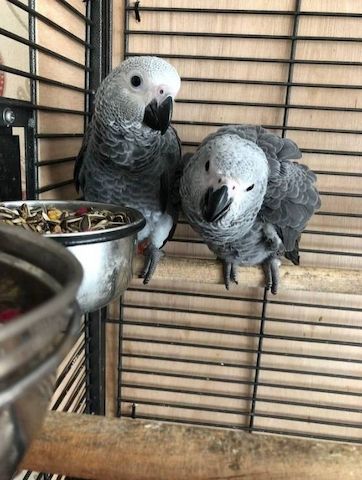 2 Graupapageien (männlich & weiblich)