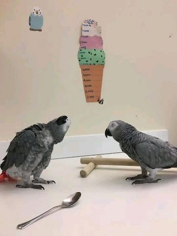 2 Graupapageien (männlich & weiblich)